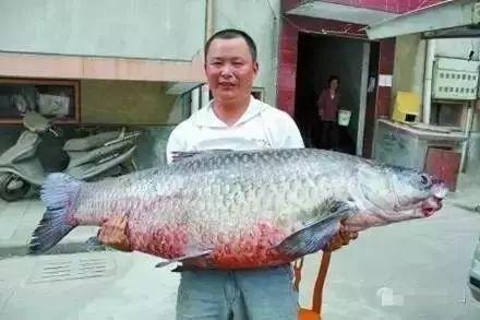 青鱼视频国产,青鱼视频引领国产短视频新潮流